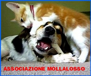 ASSOCIAZIONE MOLLALOSSO