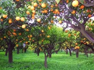 Vigne-di-Trebisacce