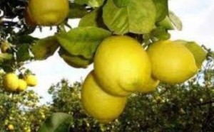 rocca-imperiale-limone-